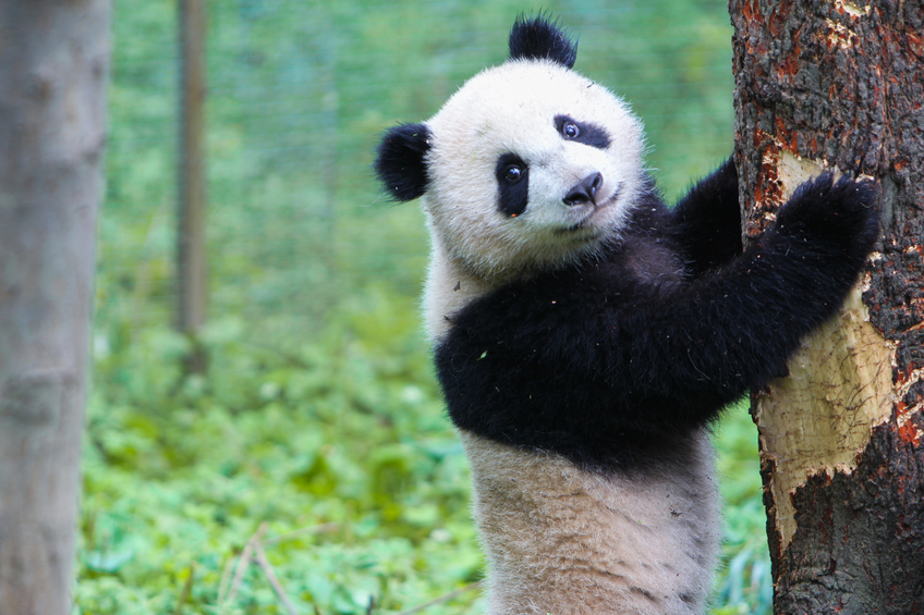 Google Panda SEO update - brightedge