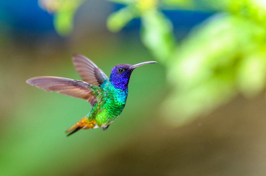 Google updates google Hummingbird update